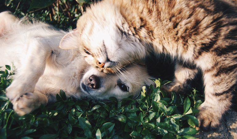 ¿Con quién se queda la mascota tras el divorcio?